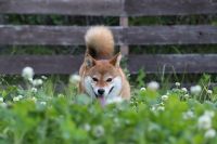 ★おふじちゃん★人はちょっとニガテ、でも犬はどんな子でもOK！最近人にもちゃんとあいさつできるようになりました