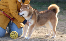 里親さがし/譲渡までの流れ